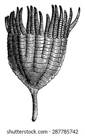 Crinoids, Ichthyocrnus laevis in the open arms,  vintage engraved illustration. Earth before man 1886.