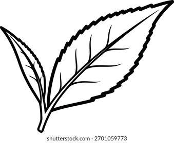 A crisp, clean, and simple outline vector illustration featuring two fresh tea leaves, ideal for branding, packaging, web design, or natural health concepts.
