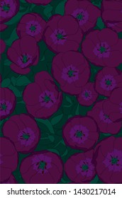 A crisp field of purple flowering tulips. Top view of open tulips.