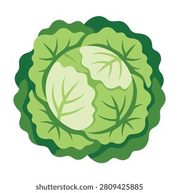 A crisp and vibrant head of fresh green cabbage, captured in a clean style. Perfect for healthy eating concepts, organic food websites, dietary plans, and market.