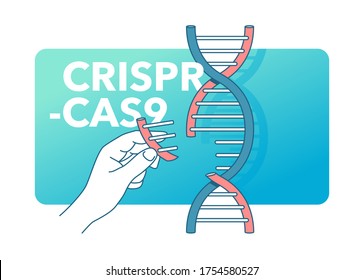 CRISPR Cas9 - gene editing system - DNA spiral with cutting fragment - vector isolated cartoon concept 