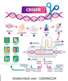 CRISPR vector illustration. Labeled clustered regularly palindromic repeats educational scheme. Diagram with explained gene RNA and DNA modification process and uses. Molecular mutation infographic.