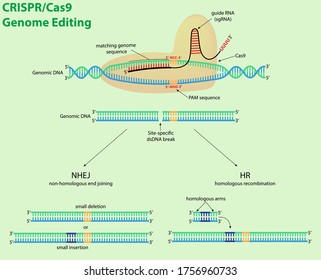 CRISPR/Cas9 genome editing programmed with sgRNA with example of NHEJ and HR Cas9-based Applications
