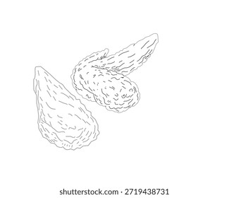 Ilustración de arte crujiente de alas de pollo fritas. Boceto de ala de pollo dibujado a mano. Esquema de alimentos mínimos en blanco y negro para menú, empaquetado, marca. Conjunto de ilustraciones