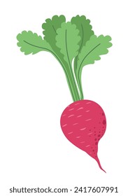 Crispy juicy radish or beetroot with leaves. Organic natural vegetables for dietary food, useful for health. Delicious products for gourmets, vegans, vegetarians. Isolated icon vector in flat style
