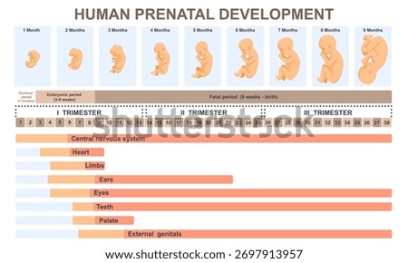 Critical periods of human development. Stages of embryo prenatal development by week and trimesters. Pregnancy, reproduction and childbirth. Medical infographics. Flat vector illustration