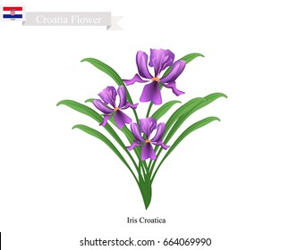 Croatia Flower, Illustration of Purple Iris Croatica Flowers. The National Flower of Croatia.
