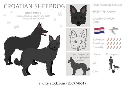 Croatian sheepdog clipart. Different poses, coat colors set.  Vector illustration