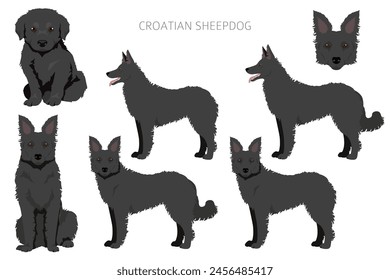 Croatian sheepdog clipart. Different poses, coat colors set.  Vector illustration