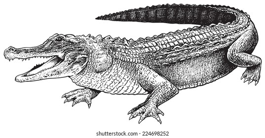 Crocodile Line Art Images, Stock Photos & Vectors 