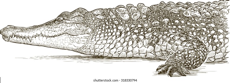 crocodile