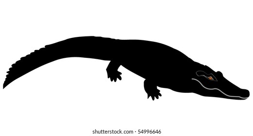 crocodile