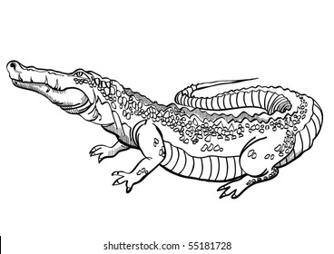 Crocodile