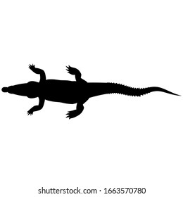 Crocodile as an abstract vector graphic illustration. Isolated on white background.