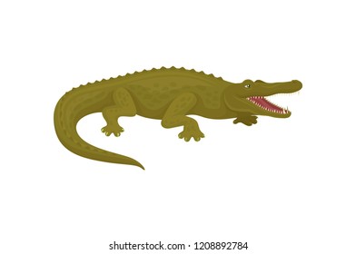 Crocodile, aggressive predatory amphibian animal vector Illustration on a white background