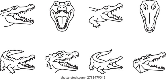 Crocodile   alligator