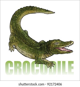 Crocodile - alligator - vector