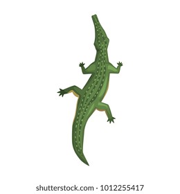 Crocodile, amphibian animal, view from above cartoon vector Illustration