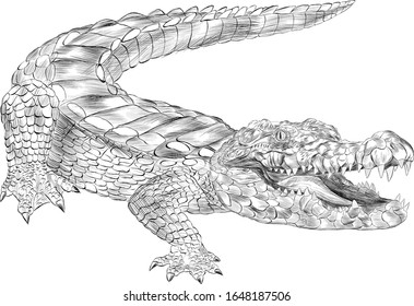 358 Crocodile Draw Open Mouth Images, Stock Photos & Vectors 