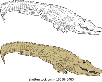 Crocodile croc vector drawing animal vector drawing, cartoon vector, line art and color