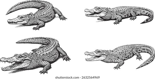 crocodile engraving, vintage vector line art illustration, isolated on transparent background