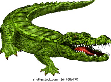 crocodile green with open mouth green cartoon vector illustration print