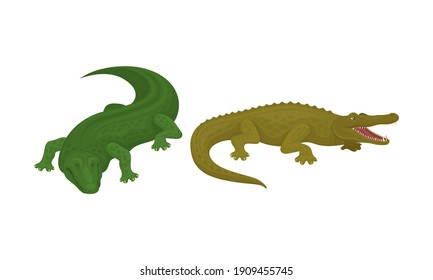 Crocodile as Green Predatory Semiaquatic Reptile Vector Set