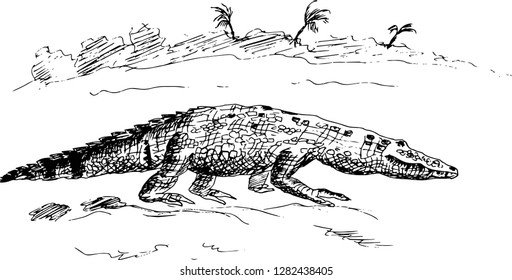Crocodile. Hand drawn illustration.