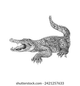 Crocodile, hand drawn sketch in vector, vintage illustration of reptile in engraving style