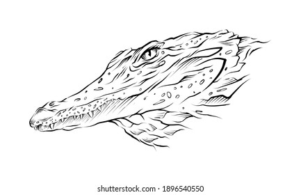 crocodile Head hand drawn illustration