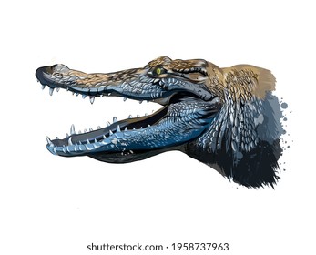 Crocodile head portrait from a splash of watercolor, colored drawing, realistic. Vector illustration of paints