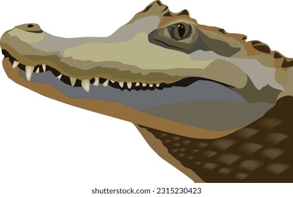 Crocodile head profile on white background-