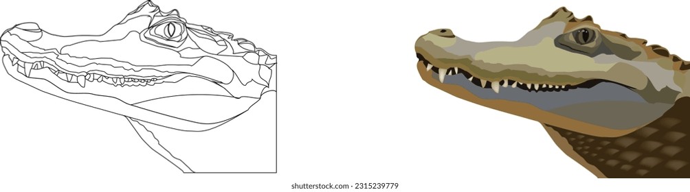 Crocodile head profile on white background-