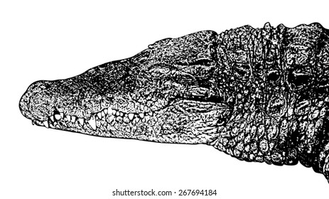 Crocodile Head - Vintage-Style Engraving