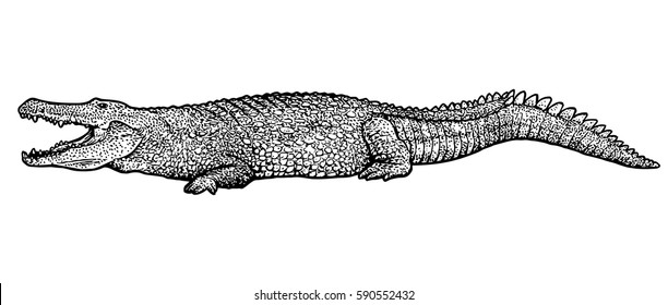 Crocodile illustration, drawing, engraving, ink, line art, vector