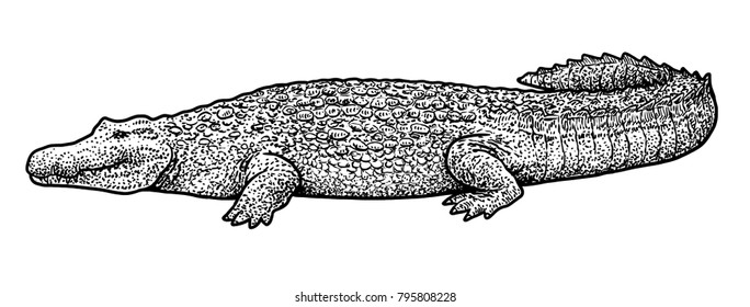 Crocodile illustration, drawing, engraving, ink, line art, vector