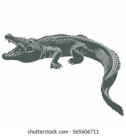 Crocodile, illustration, vector