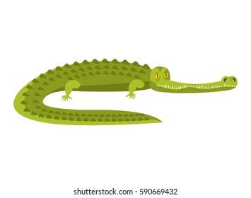 Crocodile isolated. Alligator on white background. Water reptile predator
