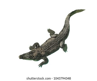 Crocodile. Isolated on white background. Vector illustration. Pointillism style.