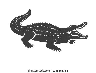 Crocodile isolated on white background.  Vector illustration.