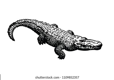 Crocodile isolated vector illustration