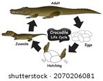 Crocodile Life Cycle Infographic Diagram showing different phases and development stages including eggs hatching juvenile and adult crocodile for biology science education
