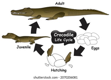 Diagrama Infográfico del Ciclo de Vida de Cocodrilos que muestra diferentes fases y etapas de desarrollo, incluyendo huevos para incubar cocodrilo juvenil y adulto para la educación en ciencias de la biología