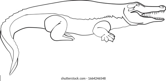 Arte de línea de cocodrilo, ilustración vectorial