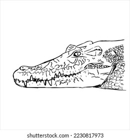 A crocodile lying lazily on the ground. isolated vector graphic.
