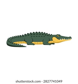 Crocodile lying motionless on plain white studio background.