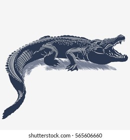 Crocodile on the grass, in the blue color, illustration, vector