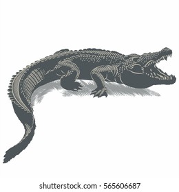 Crocodile on grass, illustration, vector