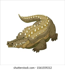 
crocodile on a white background