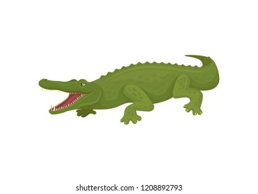 Crocodile with open toothy mouth, predatory amphibian animal vector Illustration on a white background